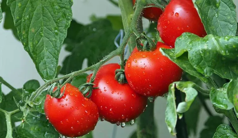 I pomodori fanno ingrassare: ecco cosa devi sapere